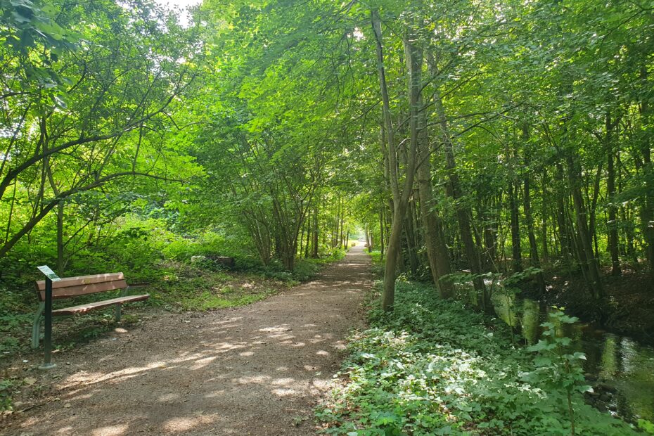 Promenadstig genom en grönskande skog.