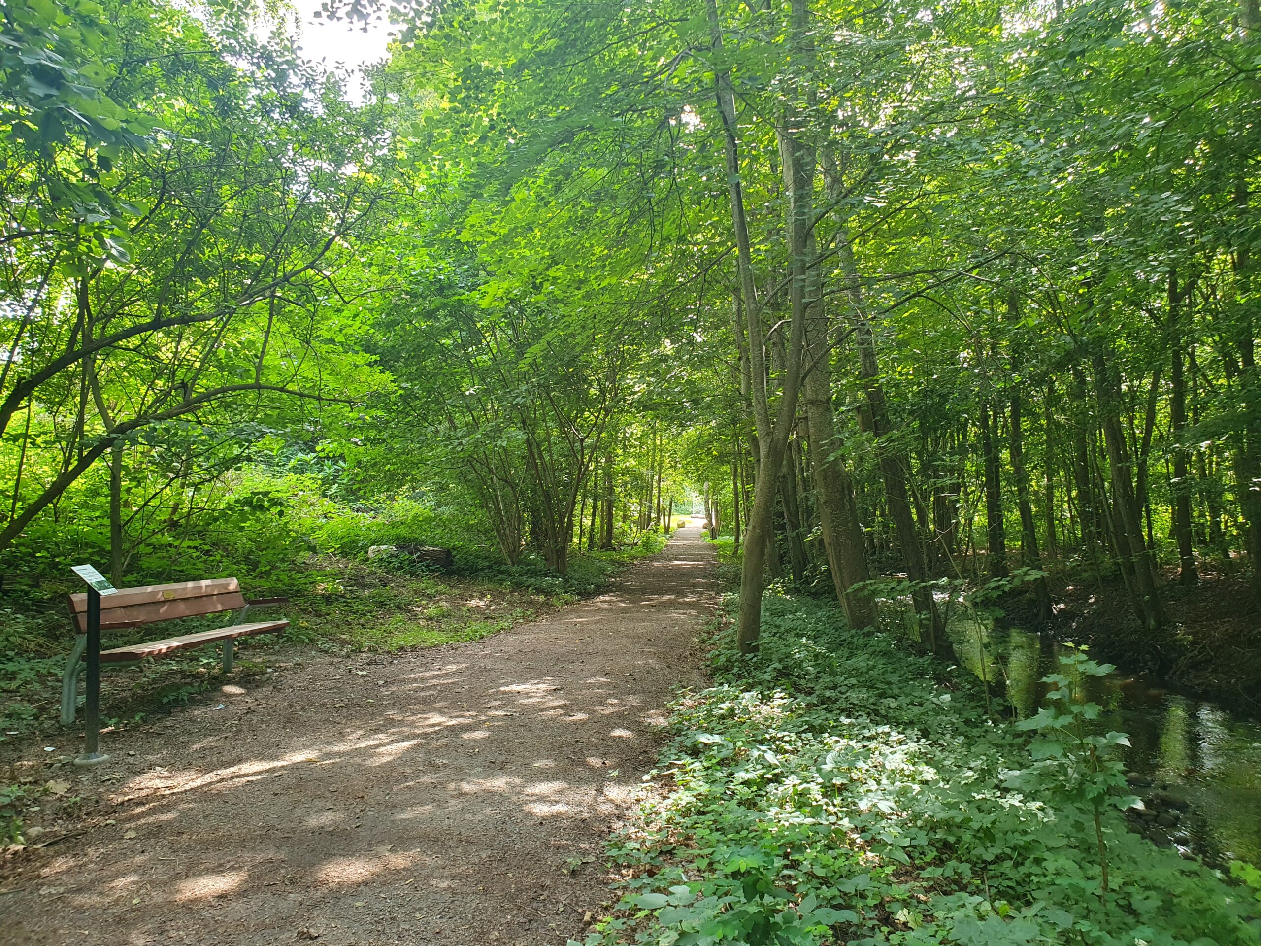 Promenadstig genom en grönskande skog.