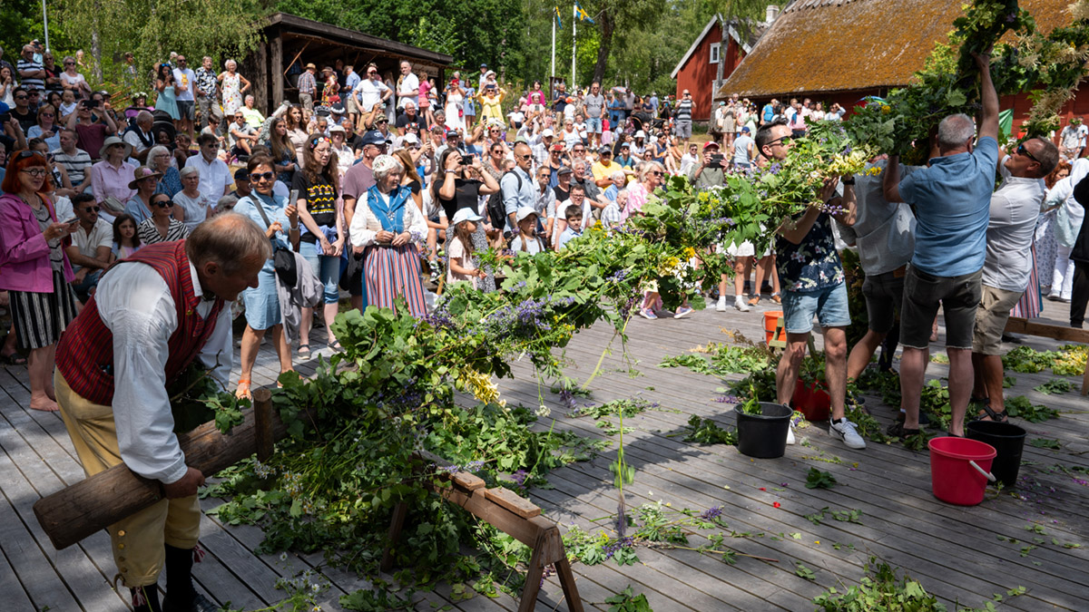 Midsommarstången kläs på Friluftsmuseet Hallandsgården