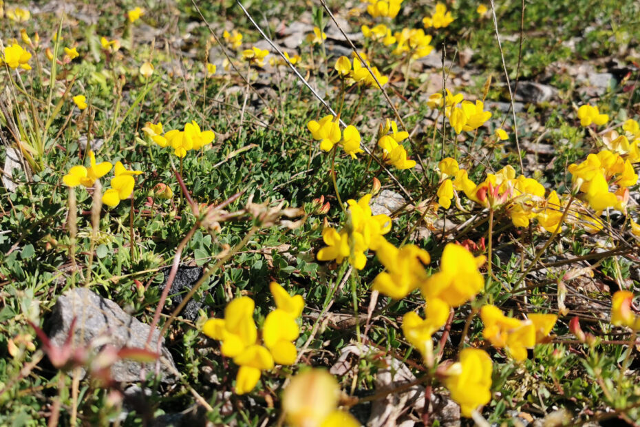 Blommor i industriområde.