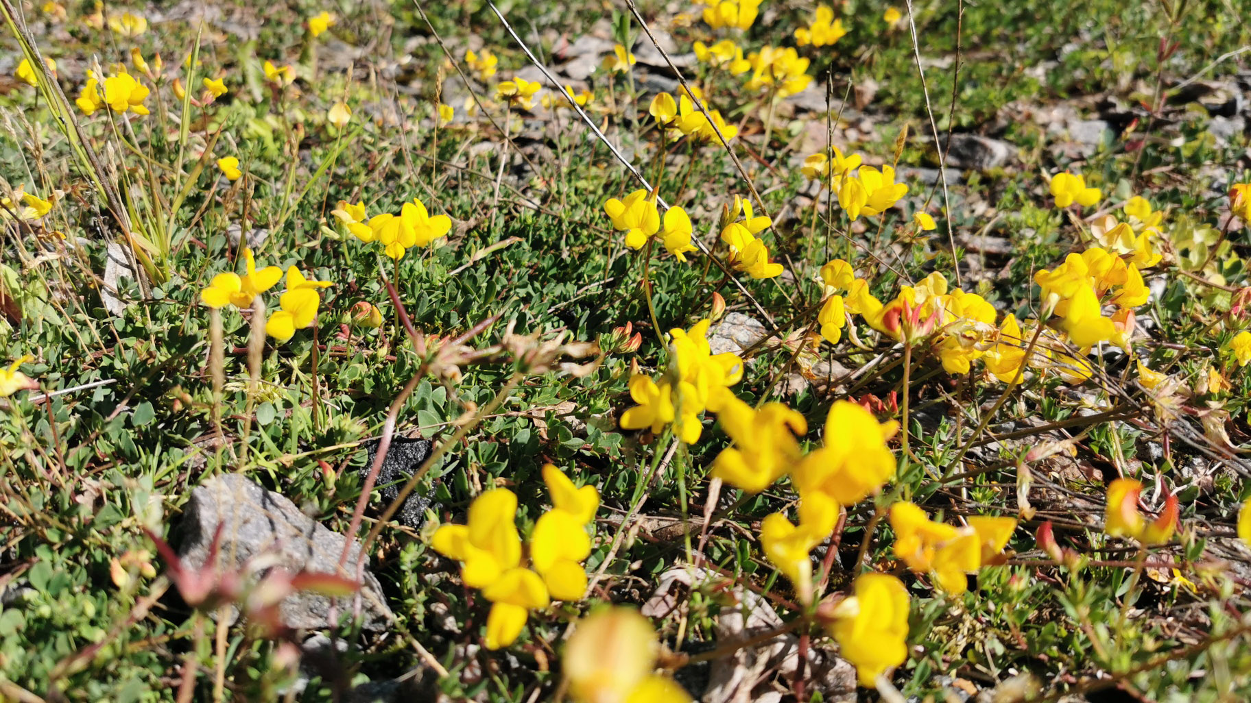 Blommor i industriområde.