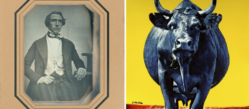 Till vänster, svartvitt porträttfoto på Carl O Schele. Till höger, svartvit ko som står i rött gräs mot en gul himmel.